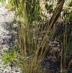 Sorghum leiocladum at Molonglo Valley, ACT - 12 Jan 2017