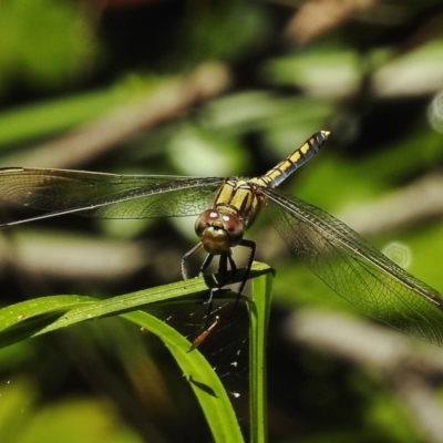 Orthetrum caledonicum (Blue Skimmer) at Tidbinbilla Nature Reserve - 12 Jan 2017 by JohnBundock