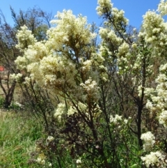 Bursaria spinosa subsp. lasiophylla (Australian Blackthorn) at Molonglo Valley, ACT - 12 Jan 2017 by galah681