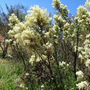 Bursaria spinosa subsp. lasiophylla at Molonglo Valley, ACT - 12 Jan 2017