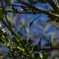 Bursaria spinosa subsp. lasiophylla at Molonglo Valley, ACT - 12 Jan 2017