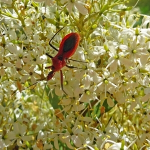 Gminatus australis at Molonglo Valley, ACT - 12 Jan 2017