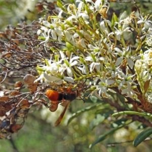 Eumeninae (subfamily) at Molonglo Valley, ACT - 12 Jan 2017