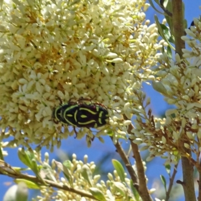 Eupoecila australasiae (Fiddler Beetle) at Sth Tablelands Ecosystem Park - 12 Jan 2017 by galah681
