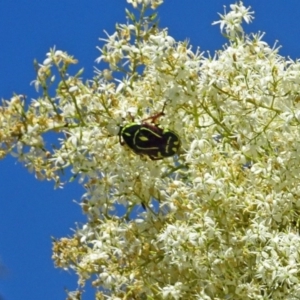 Eupoecila australasiae at Molonglo Valley, ACT - 12 Jan 2017