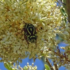 Eupoecila australasiae at Molonglo Valley, ACT - 12 Jan 2017 11:18 AM