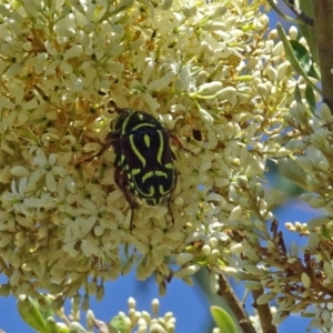 Eupoecila australasiae at Molonglo Valley, ACT - 12 Jan 2017 11:18 AM