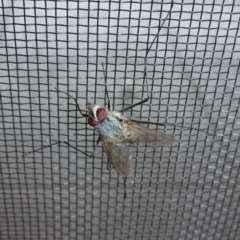 Senostoma sp. (genus) (Bristle Fly) at Reid, ACT - 8 Jan 2017 by JanetRussell