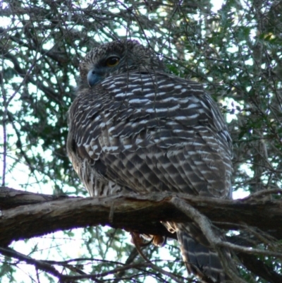 Ninox strenua (Powerful Owl) at ANBG - 23 Jun 2007 by HarveyPerkins