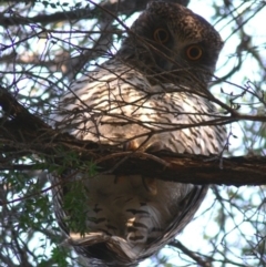 Ninox strenua at Acton, ACT - suppressed