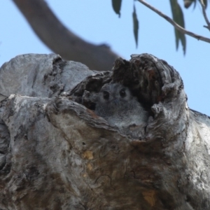 Aegotheles cristatus at Paddys River, ACT - 25 Jan 2016 03:58 PM