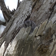 Aegotheles cristatus (Australian Owlet-nightjar) at Campbell Park Woodland - 26 Sep 2014 by HarveyPerkins