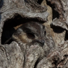 Aegotheles cristatus (Australian Owlet-nightjar) at Majura, ACT - 24 Jan 2011 by HarveyPerkins