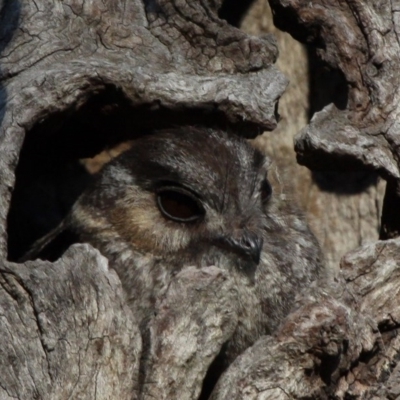 Aegotheles cristatus (Australian Owlet-nightjar) at Mount Ainslie - 24 Jan 2011 by HarveyPerkins
