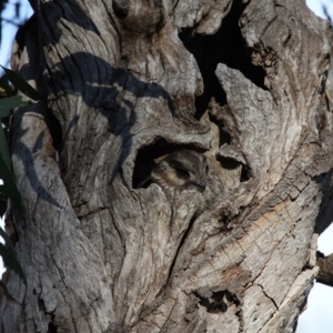 Aegotheles cristatus at Majura, ACT - 24 Jan 2011