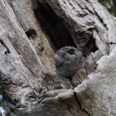 Aegotheles cristatus at Majura, ACT - 24 Jan 2011