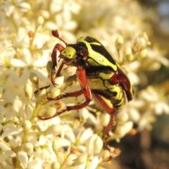 Eupoecila australasiae (Fiddler Beetle) at Pine Island to Point Hut - 12 Jan 2017 by michaelb