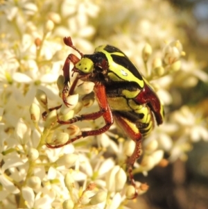 Eupoecila australasiae at Greenway, ACT - 12 Jan 2017