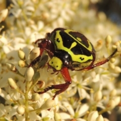 Eupoecila australasiae at Greenway, ACT - 12 Jan 2017