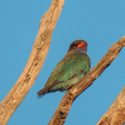 Eurystomus orientalis (Dollarbird) at Mulligans Flat - 12 Jan 2017 by CedricBear