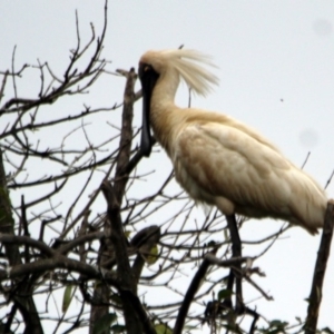 Platalea regia at Bega, NSW - 4 Jan 2017