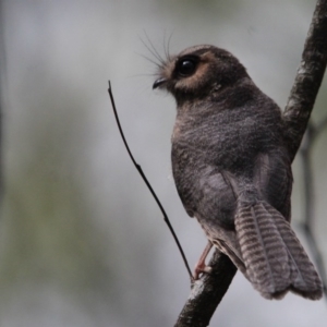 Aegotheles cristatus at Kalaru, NSW - 4 Jan 2017