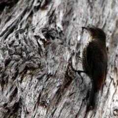Cormobates leucophaea (White-throated Treecreeper) at Kalaru, NSW - 4 Jan 2017 by MichaelMcMaster
