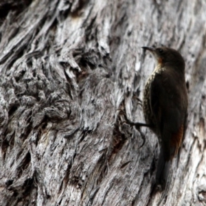 Cormobates leucophaea at Kalaru, NSW - 4 Jan 2017