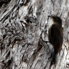 Cormobates leucophaea (White-throated Treecreeper) at Kalaru, NSW - 3 Jan 2017 by MichaelMcMaster