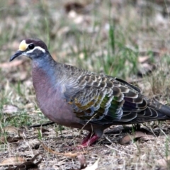 Phaps chalcoptera (Common Bronzewing) at Kalaru, NSW - 12 Jan 2017 by MichaelMcMaster