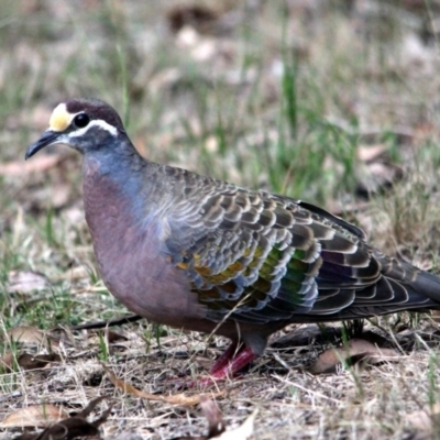 Phaps chalcoptera (Common Bronzewing) at Kalaru, NSW - 12 Jan 2017 by MichaelMcMaster
