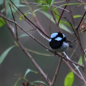 Malurus cyaneus at Kalaru, NSW - 12 Jan 2017