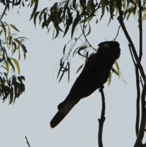 Zanda funerea at Kalaru, NSW - 12 Jan 2017