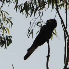 Zanda funerea (Yellow-tailed Black-Cockatoo) at Kalaru, NSW - 11 Jan 2017 by MichaelMcMaster