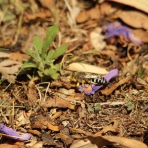 Bembix sp. (genus) at Kalaru, NSW - 5 Jan 2017