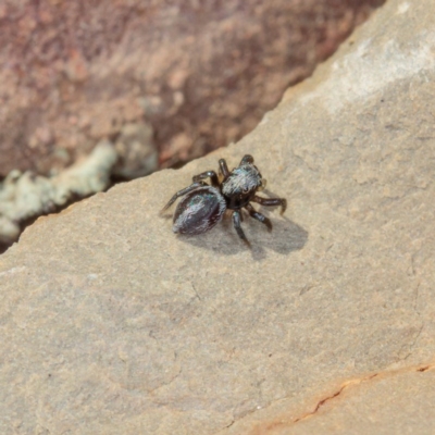 Salpesia (genus) (Salpesia Jumping Spider) at Gungahlin, ACT - 13 Jan 2017 by CedricBear