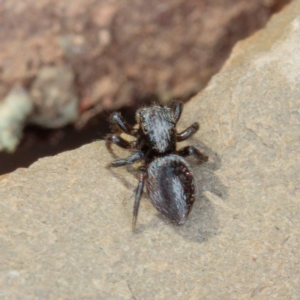 Salpesia sp. (genus) at Gungahlin, ACT - 13 Jan 2017 08:18 AM