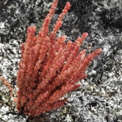 Crassula sieberiana (Austral Stonecrop) at Namadgi National Park - 8 Jan 2017 by JohnBundock