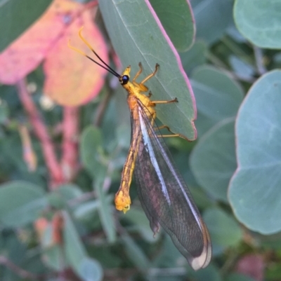 Nymphes myrmeleonoides (Blue eyes lacewing) at QPRC LGA - 13 Jan 2017 by Wandiyali