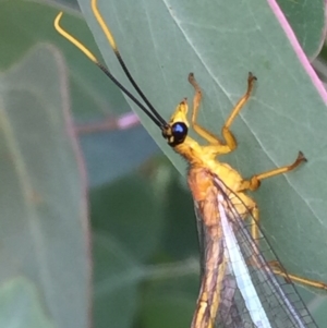 Nymphes myrmeleonoides at Googong, NSW - 13 Jan 2017 04:23 PM