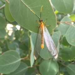 Nymphes myrmeleonoides at Googong, NSW - 13 Jan 2017