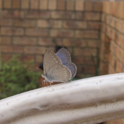 Zizina otis (Common Grass-Blue) at Ngunnawal, ACT - 13 Jan 2017 by GeoffRobertson