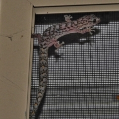 Christinus marmoratus (Southern Marbled Gecko) at Wanniassa, ACT - 13 Jan 2017 by JohnBundock
