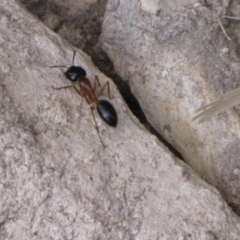 Camponotus nigriceps (Black-headed sugar ant) at Ngunnawal, ACT - 13 Jan 2017 by GeoffRobertson