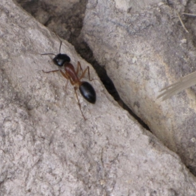 Camponotus nigriceps (Black-headed sugar ant) at Ngunnawal, ACT - 13 Jan 2017 by GeoffRobertson