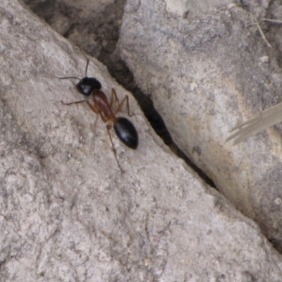 Camponotus nigriceps (Black-headed sugar ant) at Ngunnawal, ACT - 12 Jan 2017 by GeoffRobertson