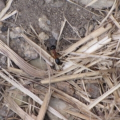 Camponotus nigriceps at Ngunnawal, ACT - 13 Jan 2017