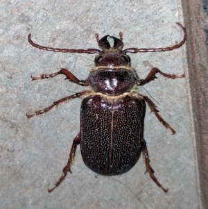 Sceleocantha glabricollis at Waramanga, ACT - 12 Jan 2017