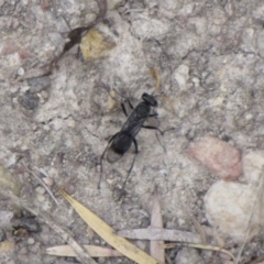 Fabriogenia sp. (genus) at Ngunnawal, ACT - 13 Jan 2017