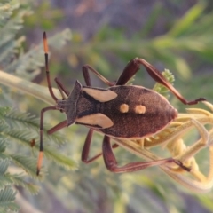 Mictis profana (Crusader Bug) at Pine Island to Point Hut - 12 Jan 2017 by michaelb